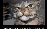 Funny Animals Cats 16 Cool Wallpaper