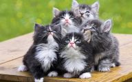 Funny Animals Cats 2 Desktop Wallpaper