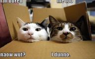 Funny Animals Cats 20 Desktop Wallpaper