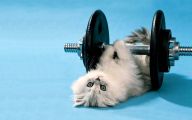 Funny Animals Cats 21 Cool Hd Wallpaper