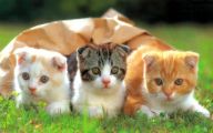 Funny Animals Cats 22 Free Wallpaper