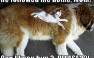 Funny Animals Cats 25 Free Hd Wallpaper