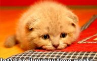 Funny Animals Cats 27 Cool Wallpaper