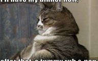 Funny Animals Cats 32 Cool Hd Wallpaper