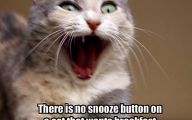 Funny Animals Cats 35 Free Wallpaper