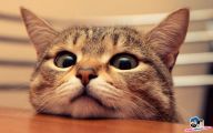 Funny Animals Cats 37 Desktop Background