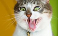 Funny Animals Cats 5 Free Wallpaper