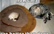 Funny Animals Cats 8 Free Wallpaper