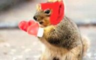 Funny Animals Clips 14 High Resolution Wallpaper