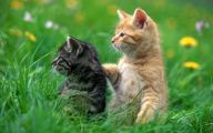 Funny Animals Clips 15 Desktop Background