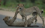 Funny Big Cats 15 Free Hd Wallpaper