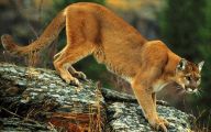 Funny Big Cats 18 High Resolution Wallpaper