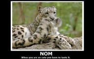 Funny Big Cats 26 Free Hd Wallpaper