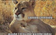 Funny Big Cats 27 Cool Wallpaper