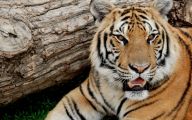 Funny Big Cats 31 Free Hd Wallpaper