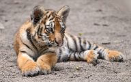 Funny Big Cats 32 Free Hd Wallpaper