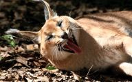 Funny Big Cats 34 Hd Wallpaper