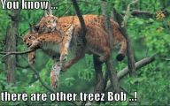 Funny Big Cats 4 Cool Wallpaper