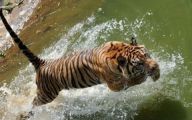 Funny Big Cats 41 Cool Hd Wallpaper