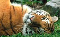 Funny Big Cats 6 Widescreen Wallpaper