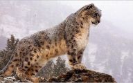 Funny Big Cats 8 Widescreen Wallpaper