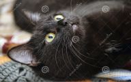 Funny Black Cat 1 Cool Hd Wallpaper