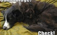 Funny Black Cat 12 Cool Hd Wallpaper