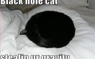 Funny Black Cat 3 Hd Wallpaper