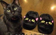 Funny Black Cat 38 Free Hd Wallpaper