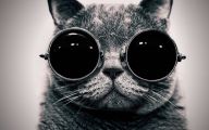 Funny Black Cat Pictures 27 Widescreen Wallpaper