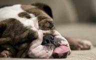 Funny Bull Dog 16 Hd Wallpaper