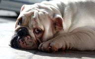 Funny Bull Dog 20 Cool Hd Wallpaper