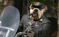 Funny Bull Dog 22 Cool Hd Wallpaper