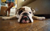 Funny Bull Dog 28 Free Wallpaper