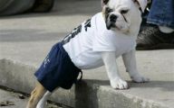 Funny Bull Dog 30 Hd Wallpaper