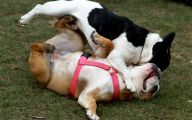 Funny Bull Dog 32 Cool Hd Wallpaper