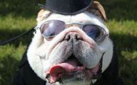 Funny Bull Dog 34 High Resolution Wallpaper