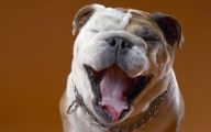 Funny Bull Dog 41 Free Wallpaper