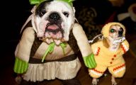 Funny Bull Dog 42 Hd Wallpaper