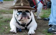 Funny Bull Dog 5 Free Hd Wallpaper