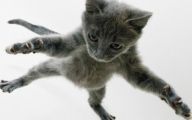 Funny Cat Fail Pics 1 High Resolution Wallpaper