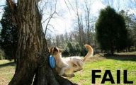 Funny Cat Fail Pics 11 Free Wallpaper