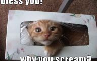 Funny Cat Fail Pics 15 Cool Hd Wallpaper