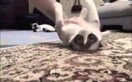 Funny Cat Fail Pics 22 Widescreen Wallpaper