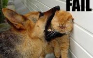 Funny Cat Fail Pics 23 Cool Wallpaper