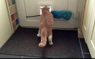 Funny Cat Fail Pics 3 Background