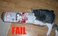 Funny Cat Fail Pics 8 Cool Wallpaper