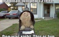 Funny Cat Fail Pics 9 Cool Wallpaper