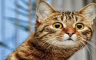 Funny Cat Fails  1 Cool Hd Wallpaper