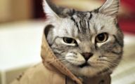 Funny Cat Fails  12 Cool Hd Wallpaper